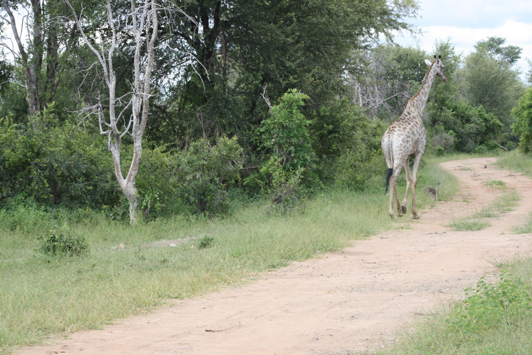 Excursión de un día completo al Parque Nacional de Chobe (safari y crucero)