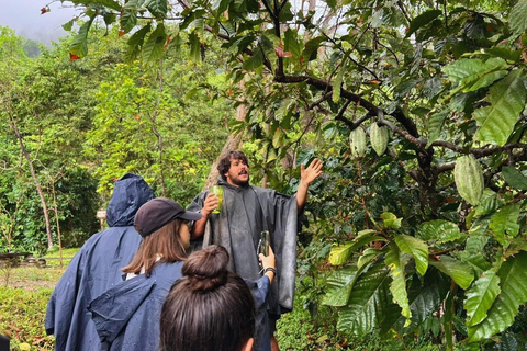 Minca Jungle Trek: Rivers, Tayrona Trails & Cacao Forest