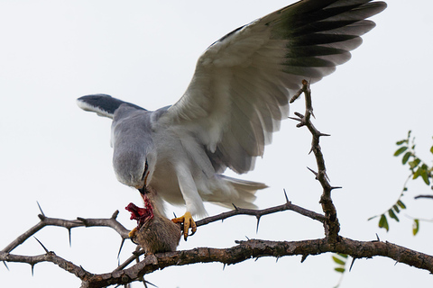 3-Days Unforgettable Luxury Safari to Tanzania