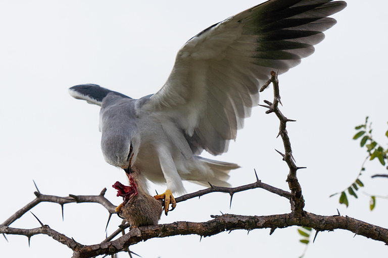 3-Days Unforgettable Luxury Safari to Tanzania