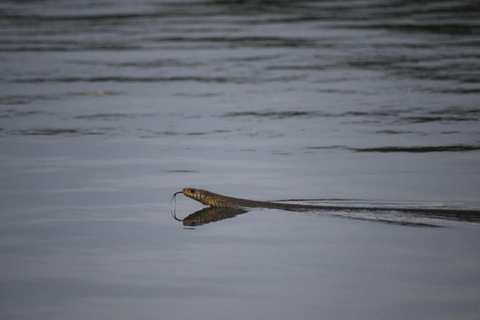 Tour en barco al atardecer por la laguna de Negombo y el canal holandésTour en barco por la laguna de Negombo y el canal holandés al atardecer
