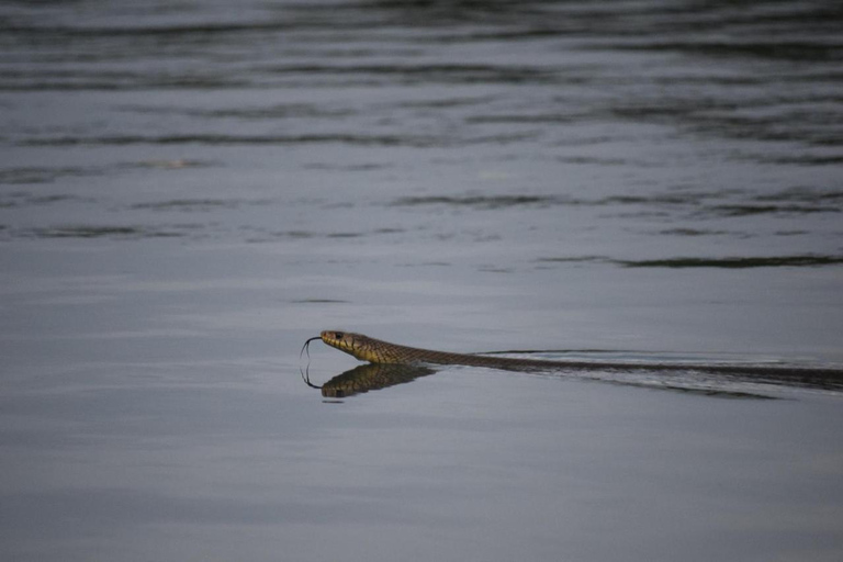Tour en barco al atardecer por la laguna de Negombo y el canal holandésTour en barco por la laguna de Negombo y el canal holandés al atardecer
