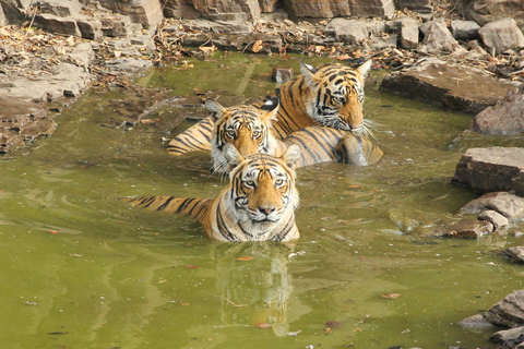 De Jaipur: Viagem de 1 dia ao Parque Nacional Sariska com SafariSafari de manhã cedo