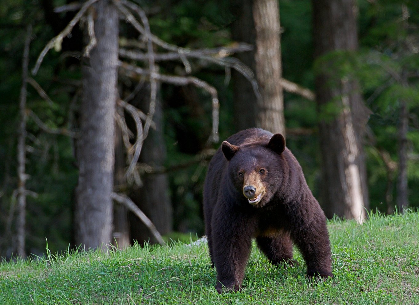 Whistler: Morgen med bjørnene Land Rover naturskøn udflugt