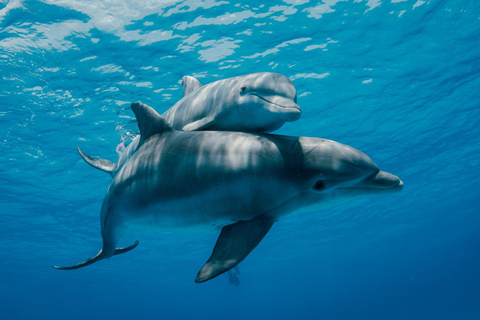 Dolphin & Tumbatu Island Snorkeling