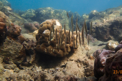 SSI Fun Dive auf Grande Island