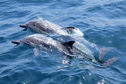 Noosa: National Park and Dolphin Watching Safari - Image 2