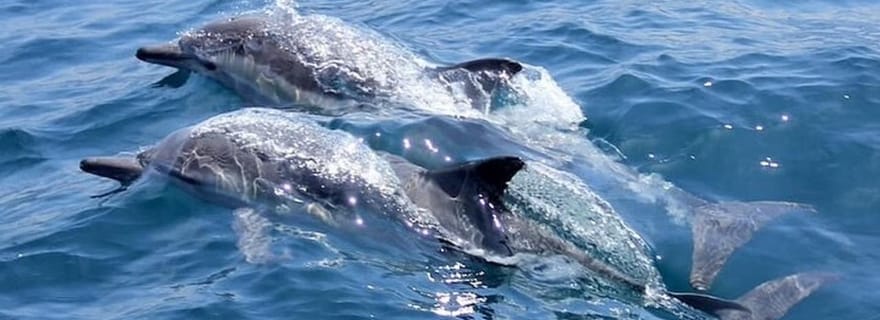Noosa : Parc national et safari d'observation des dauphins
