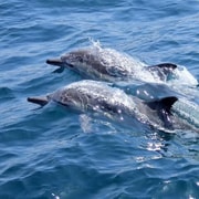 Noosa: National Park and Dolphin Watching Safari