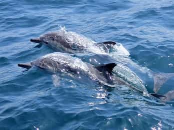Noosa: National Park and Dolphin Watching Safari