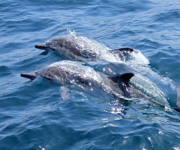 Noosa : Parc national et safari d'observation des dauphins