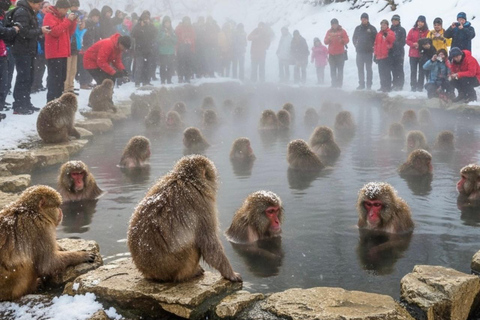 Tokyo: Snow Monkey Park & Nagano Highlights Private Trip Snow Monkeys Park Full-Day Private Trip in Toyota Crown