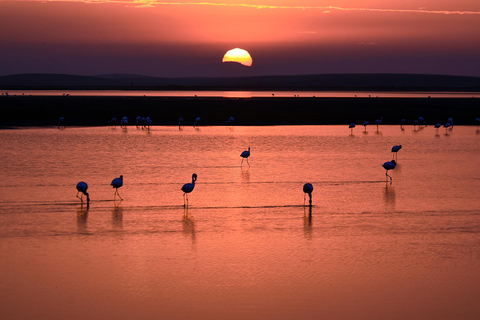 Walvis Bay: Fågelskådning och fotografering