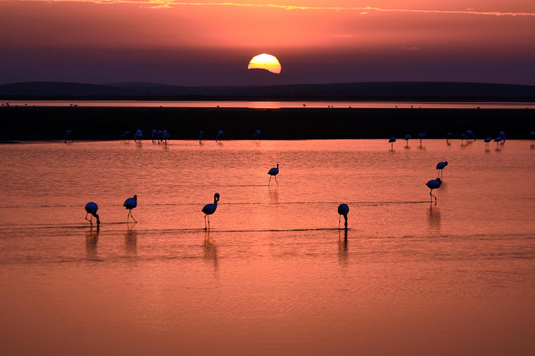 Walvis Bay: Visita de observação de aves e fotografia