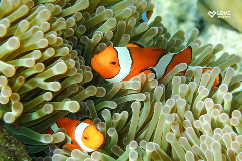 From Phuket or Khaolak: Surin Islands Day Trip Pickup from Khaolak Phang-Nga Area