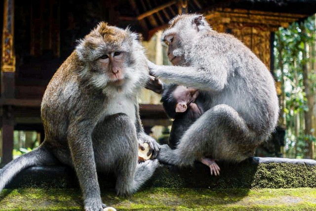 Visit Ubud Monkey Forest, Waterfall, & Rice Terraces Day Tour in Ubud