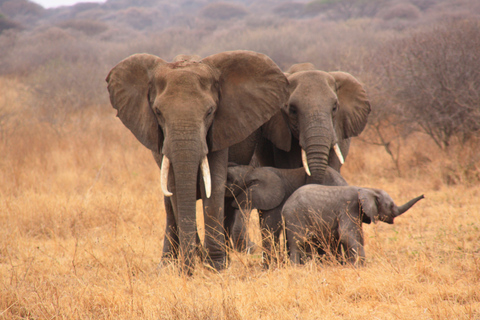 From Zanzibar: 1-Day Selous Safari with Flight & Lunch Selous Safari from Zanzibar – Without Transfer