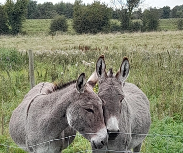 Castlegadddery: Murtagh's Organic Farm Guided Tour