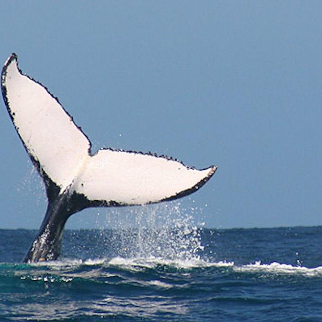 Whale Route Full Day Tour | GetYourGuide