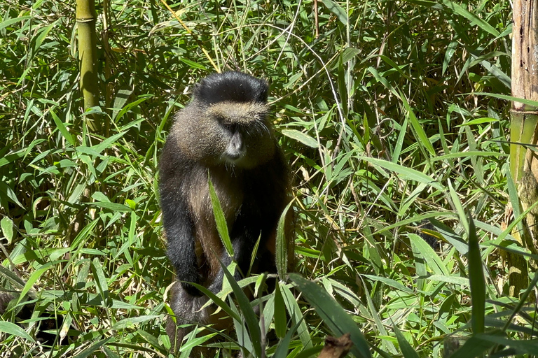 Passeio de 3 dias ao Gorila Mgahinga Gorilla NP Uganda via Ruanda