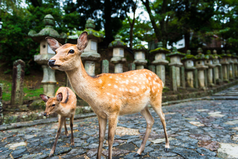 Osaka: Nara, Akame 48 Waterfalls & Tanzan Shrine Tour Shared Tour, Meet at Tsurutontan Soemoncho