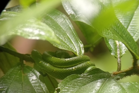 Monteverde: Nachtwanderung durch den Wald mit einem Guide