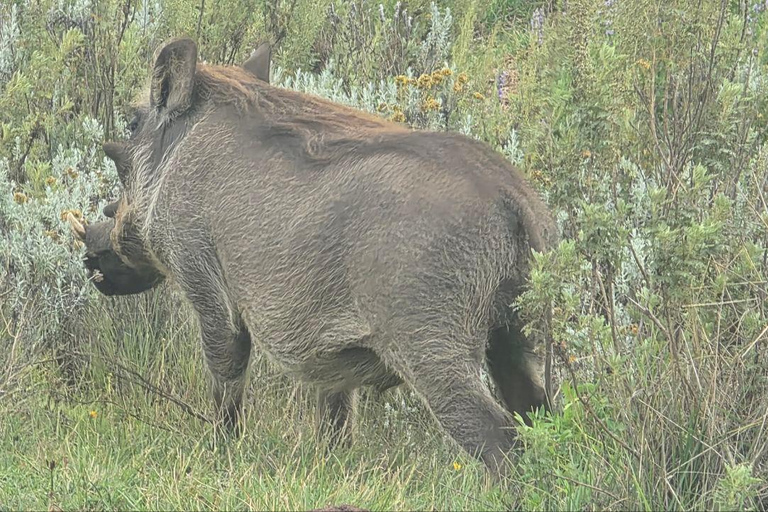 Addis Ababa: 6-Day Bale Mountains Adventure Trek