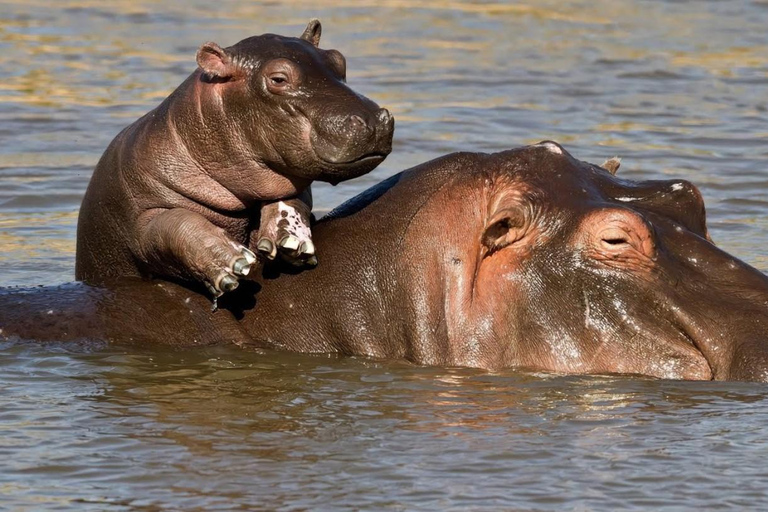 Durban: Game safari at Dukuduku Game Reserve with Guide