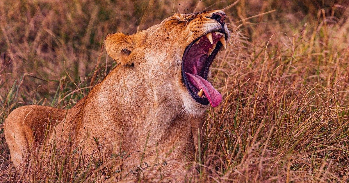 Ekskluzywne Safari Nad Jeziorem Nakuru I Maasai Mara GetYourGuide