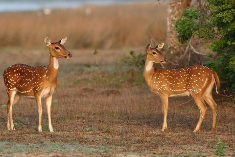 Sigiriya: jednodniowa wycieczka z safari jeepem z Trincomalee