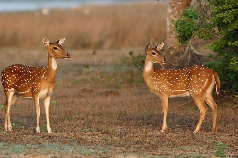 Sri Lanka: 12-tägige Tour mit Entdeckung des reichen Erbes