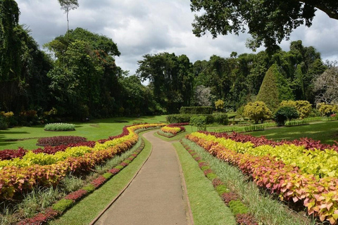 Kandy: Royal Botanical Garden & Tea Factory Tour Pick & Drop Without Entry Ticket in Royal Botanical Garden