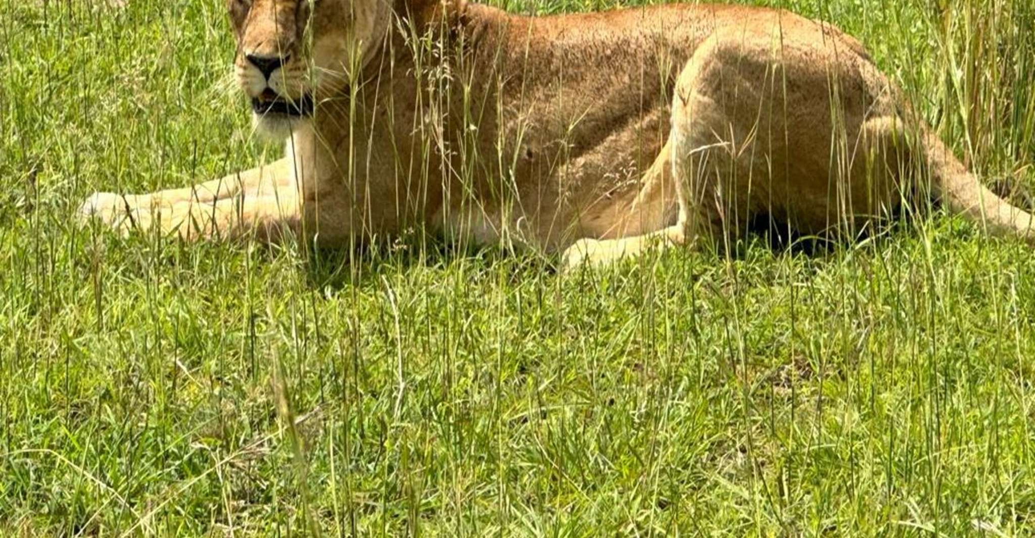 Uganda, Gorilla Trekking de 6 días, Big 5 y Big Cats Tour - Housity