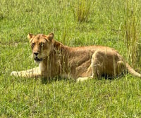Uganda, Gorilla Trekking de 6 días, Big 5 y Big Cats Tour - Housity