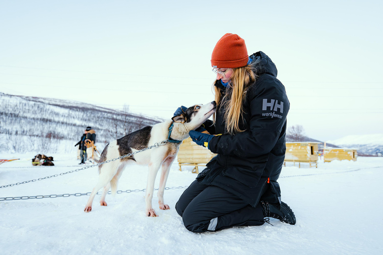 From Tromsø: Dog Sledding Experience with Transfer