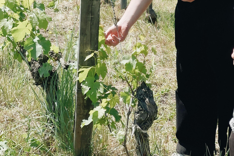 Bordeaux: Winery Tour and Garden Picnic