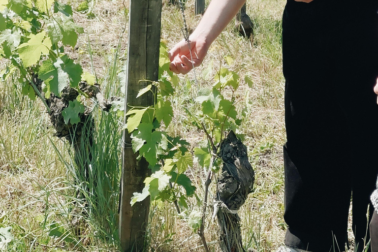 Bordeaux: Winery Tour and Garden Picnic