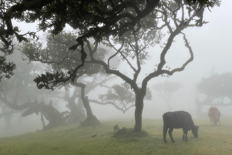 Madeira: Zona Oeste Achadas Cruz, Moniz, Seixal e FanalServiço de busca no Caniço e tour em alemão