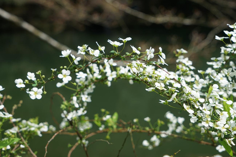 Hangzhou Nine Creeks · Dragon Well Half-Day Hiking Tour