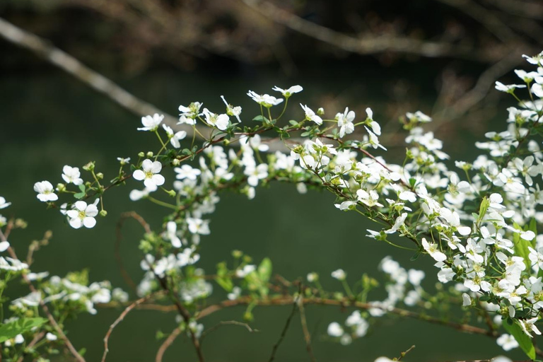 Hangzhou Nine Creeks · Dragon Well Half-Day Hiking Tour