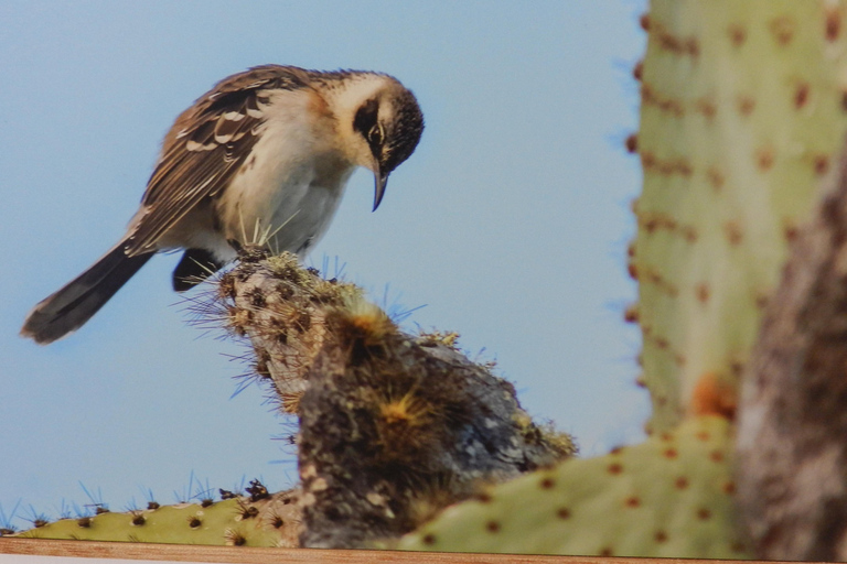 Galapagos Islands - Santa Cruz - 4 days all inclusive ENGLISH GUIDE Santa Cruz - 4 days all inclusive GALAPAGOS ISLANDS