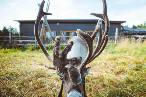 Rovaniemi: Meet and Feed Reindeer