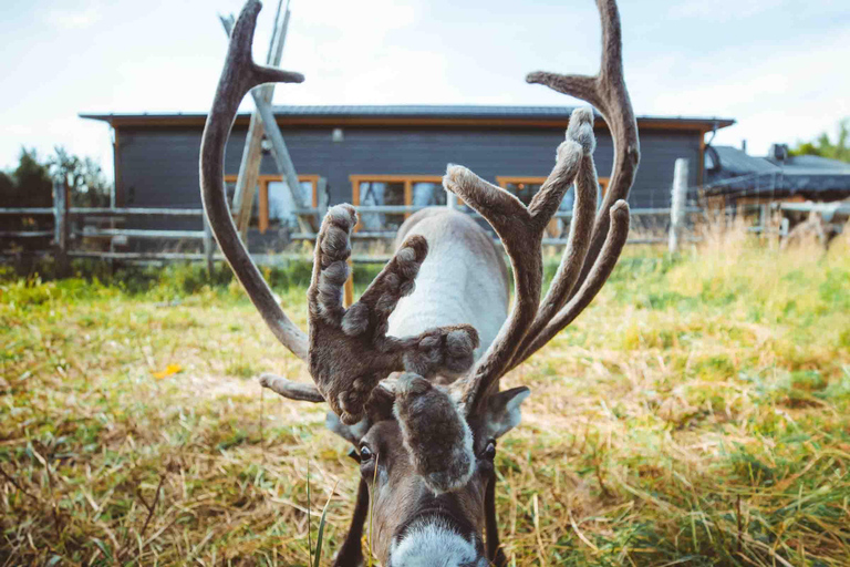 Rovaniemi: Meet and Feed Reindeer