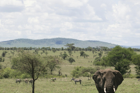 Zanzibar : safari de 4 jours dans le Tarangire, le Serengeti et le Ngorongoro