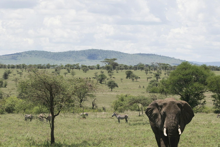 Zanzibar : safari de 4 jours dans le Tarangire, le Serengeti et le Ngorongoro