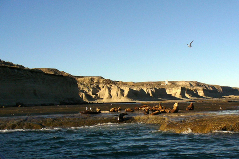 Puerto Madryn: Excursión a Península Valdés ClásicaDescubre la península Valdés: tour de 1 día