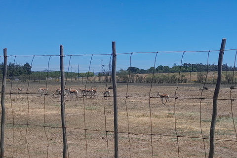 Cheetah, Giraffes Encounter, lion's park, and Wine Tasting