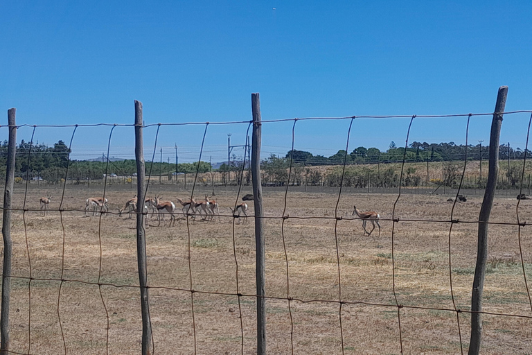 Cheetah, Giraffes Encounter, lion's park, and Wine Tasting