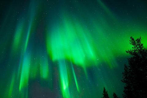 Tromsø: Geführte Nordlichttour mit Sichtungsgarantie