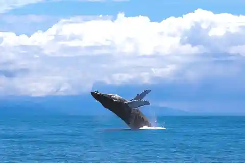 Marino Ballena nationalpark: Båttur med valskådning